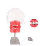 Fantasma periodontal para mesa BADER® DENTAL - Imagen 2