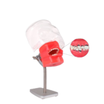 Fantasma periodontal para mesa BADER® DENTAL