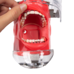 Fantasma periodontal BADER®️ DENTAL - Image 3