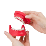 BADER® DENTAL® chirurgischer Typodont – Bild 3