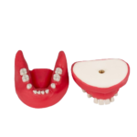 BADER® DENTAL® chirurgischer Typodont – Bild 5