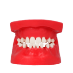 BADER® DENTAL® chirurgischer Typodont – Bild 2