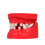 BADER® DENTAL® chirurgischer Typodont – Bild 4