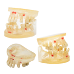 BADER® DENTAL® chirurgischer Typodont – Bild 6