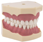 AG3 BADER® DENTAL AG3 Tipodonto – Bild 2
