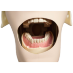 Kim BADER® DENTAL® Fantasma Completo Kim BADER® DENTAL - Image 3