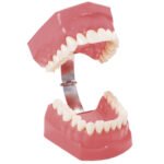 Macromodèle sur le corps avec la brosse à dents BADER® DENTAL – Image 2