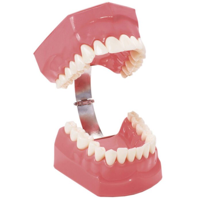 Macromodèle sur le corps avec la brosse à dents BADER® DENTAL – Image 2