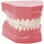 Macromodèle sur le corps avec la brosse à dents BADER® DENTAL – Image 3