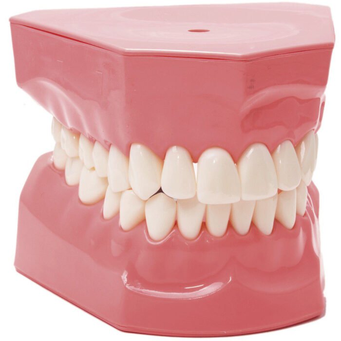 Macromodèle sur le corps avec la brosse à dents BADER® DENTAL – Image 3