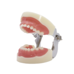 Typodoncja dla dzieci Nissin® typu BADER® DENTAL® - obrazek 2