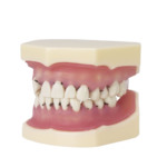 Model periodontologiczny BADER® DENTAL® - obrazek 2