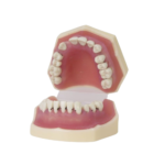 Model periodontologiczny BADER® DENTAL® - obrazek 3