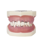 Typodont periodontal com articulador BADER® DENTAL® - Image 2