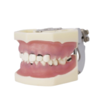 Typodont periodontal com articulador BADER® DENTAL®