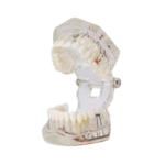 Modelo de implante de nervo dentário BADER® DENTAL® - Image 2