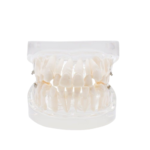 BADER® DENTAL® kieferorthopädisches Zahnmodell für die kieferorthopädische Praxis
