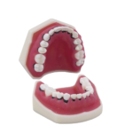 Periodontologia typodontyczna bez artykulatora BADER®️ DENTAL