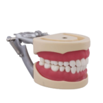 Columbia 860 and Nissin® adult compatible typodont BADER®️ DENTAL