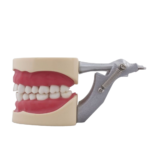 Tipodonto compatible Columbia 860 y Nissin® adulto BADER®️ DENTAL - Imagen 3