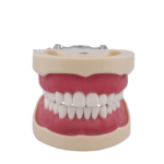 Tipodonto compatible Columbia 860 y Nissin® adulto BADER®️ DENTAL - Imagen 2