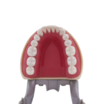 Tipodonto compatible Columbia 860 y Nissin® adulto BADER®️ DENTAL - Imagen 4