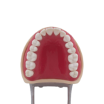 Tipodonto compatible Columbia 860 y Nissin® adulto BADER®️ DENTAL - Imagen 5