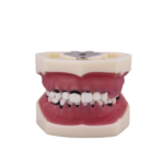 Periodontologia typodontyczna bez artykulatora BADER®️ DENTAL - obrazek 4