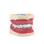 BADER® DENTAL Vollständiges Parodontologie-Modell