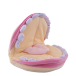 Marioneta de dentadura BADER®️ DENTAL - Imagen 2