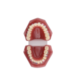 Seja suporte para o modelo BADER® DENTAL - Image 2