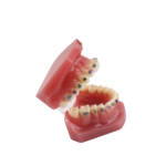 Seja suporte para o modelo BADER® DENTAL - Image 3