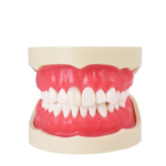 BADER DENTAL Endo Endo Typodontie – Bild 2