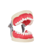 BADER DENTAL Endo Endo Typodontie – Bild 4