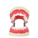 BADER DENTAL Endo Endo Typodontie – Bild 3