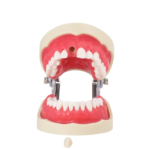 BADER DENTAL Endo Endo Typodontie