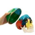 Crânio humano didático com mecanismo de oclusão escala 1:1 BADER®️ DENTAL - Image 4
