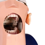 BADER® DENTAL Vollständige Zahnpuppe – Bild 6